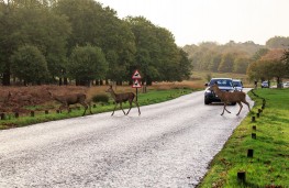 Deer crossing road